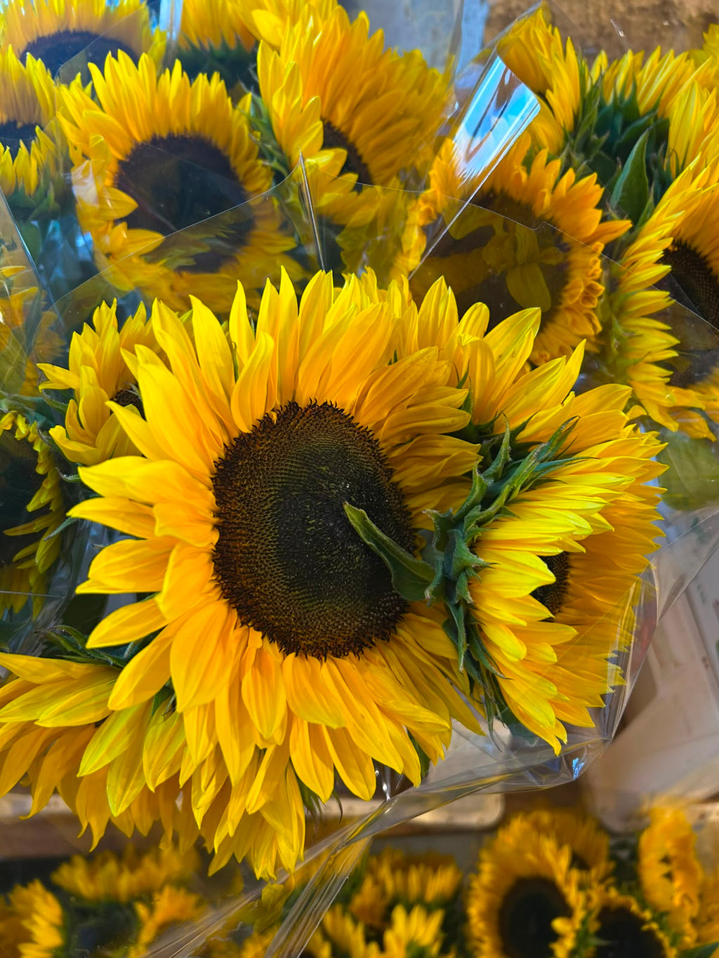 Sonnenblume Sunrich Orange – Gelb-Orange | 5 Stiele