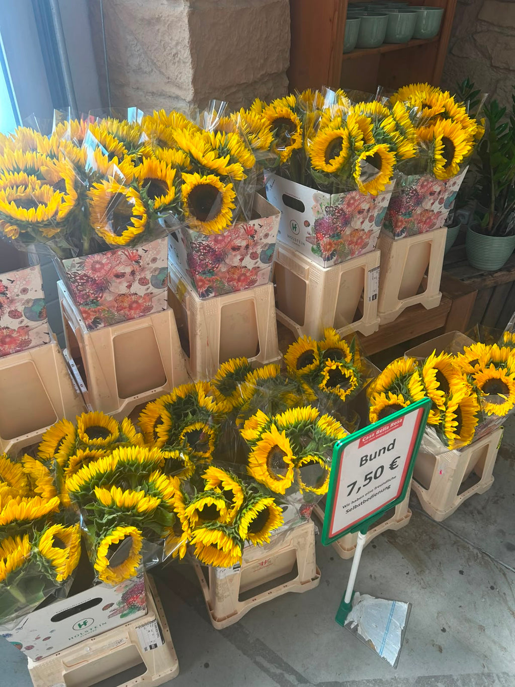 Sonnenblume Sunrich Orange – Gelb-Orange | 5 Stiele