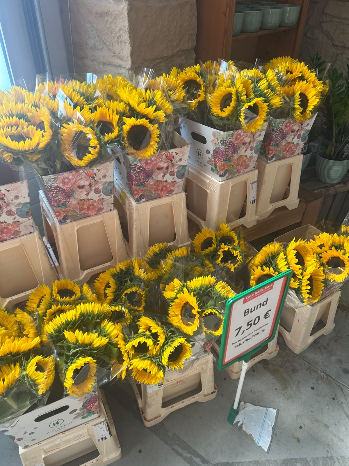 Sonnenblume Sunrich Orange – Gelb-Orange | 5 Stiele