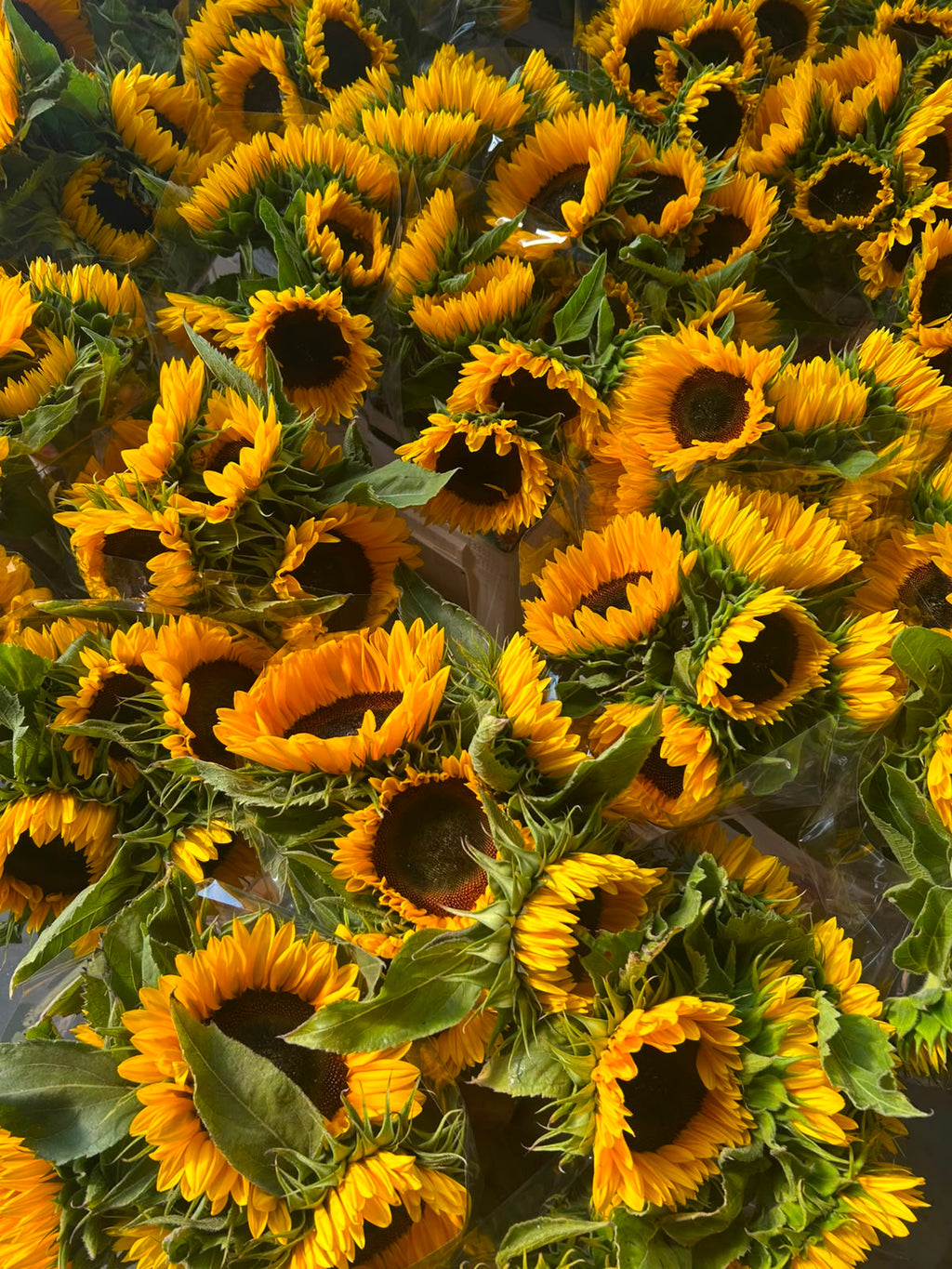 Sonnenblume Sunrich Orange – Gelb-Orange | 5 Stiele