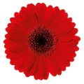 Germini 'Suri Rot' (Mini-Gerbera) – Der feurige Liebestraum in intensivem Samtrot (10er-Bund)
