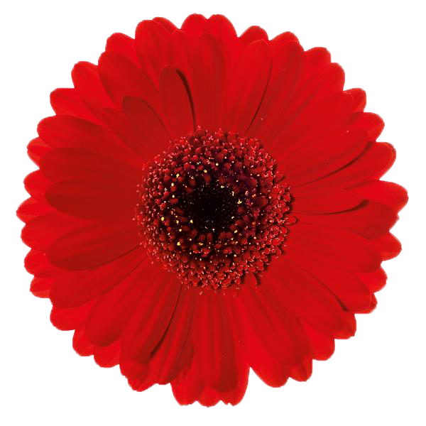 Germini 'Suri Rot' (Mini-Gerbera) – Der feurige Liebestraum in intensivem Samtrot (10er-Bund)