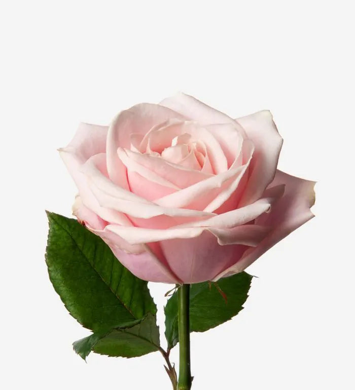 Rose 'Sweet Avalanche' (Zartrosa) – Der romantische Prinzessinnen-Traum in Pastell (10er-Bund)