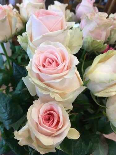 Rose 'Sweet Avalanche' (Zartrosa) – Der romantische Prinzessinnen-Traum in Pastell (10er-Bund)