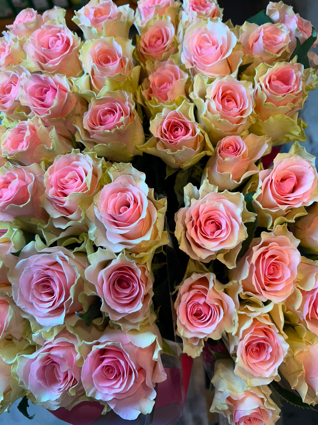 Rose 'Top Gear' (Creme-Rosa) – Das romantische Farbspiel mit edlem Vintage-Charme für traumhafte DIY-Hochzeiten (10er-Bund9