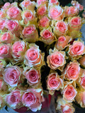 Rose 'Top Gear' (Creme-Rosa) – Das romantische Farbspiel mit edlem Vintage-Charme für traumhafte DIY-Hochzeiten (10er-Bund9