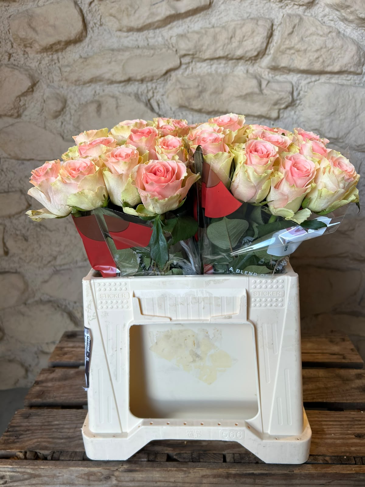 Rose 'Top Gear' (Creme-Rosa) – Das romantische Farbspiel mit edlem Vintage-Charme für traumhafte DIY-Hochzeiten (10er-Bund9