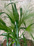 Ziergras Panicum Fountain – Federleicht | 10 Stiele