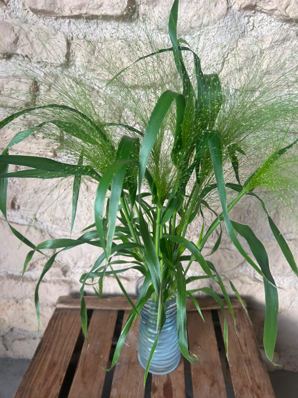 Ziergras Panicum Fountain – Federleicht | 10 Stiele