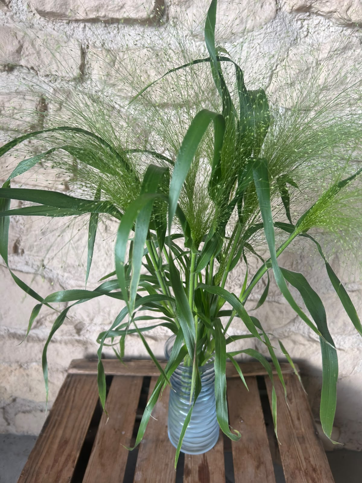 Ziergras Panicum Fountain – Federleicht | 10 Stiele