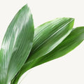 Aspidistra-Blätter (Schusterpalme) – Das edle Design- & Formblatt (10er-Bund)