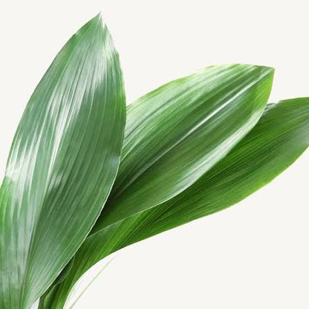 Aspidistra-Blätter (Schusterpalme) – Das edle Design- & Formblatt (10er-Bund)