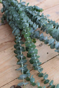 Eukalyptus "Baby Blue" für Hochzeit & Event – Edles Hochzeitsgrün im 200 Gramm Bund
