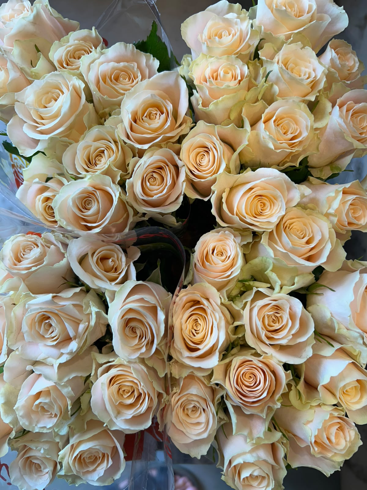 Rose 'Charmant' (Creme) – Die zeitlose Eleganz in edlem Elfenbein für klassische Hochzeitskreationen (10er-Bund / 40 cm)