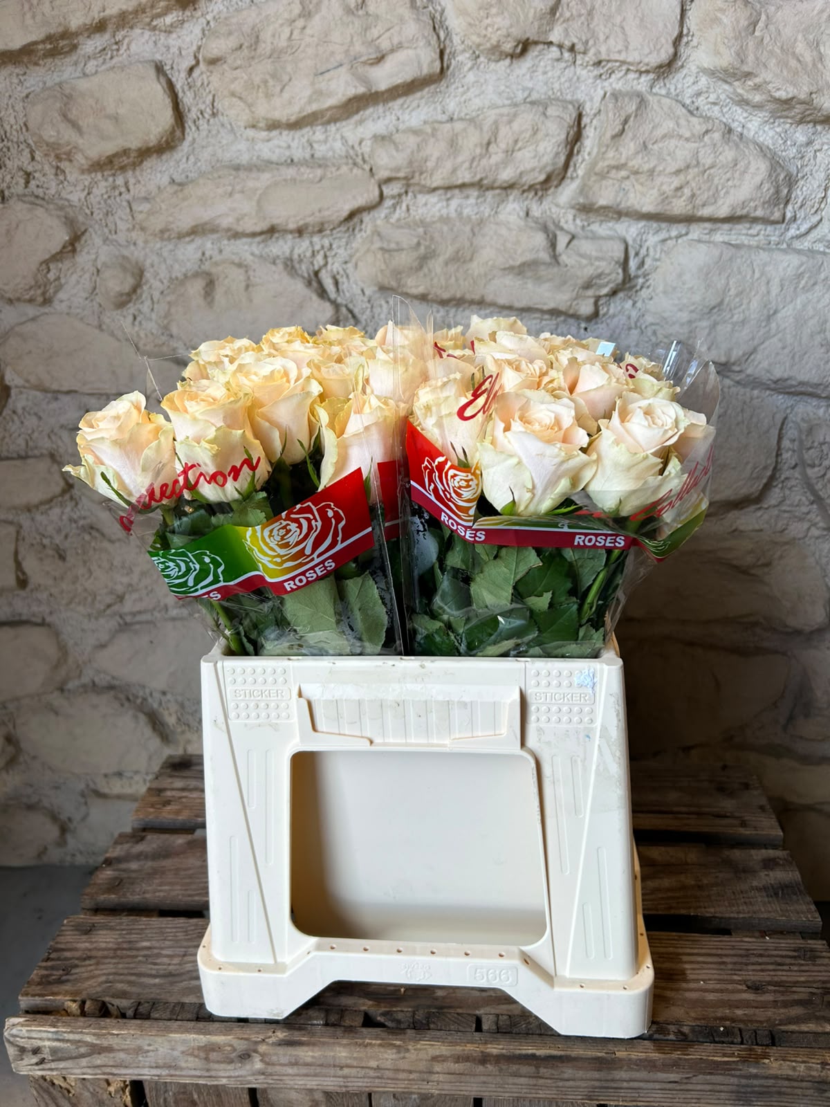 Rose 'Charmant' (Creme) – Die zeitlose Eleganz in edlem Elfenbein für klassische Hochzeitskreationen (10er-Bund / 40 cm)