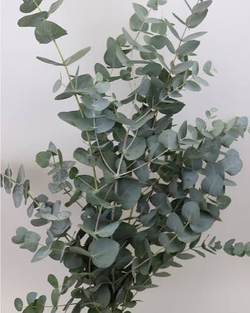 Eukalyptus Cinerea – Hochzeitsklassiker | 200-g-Bund