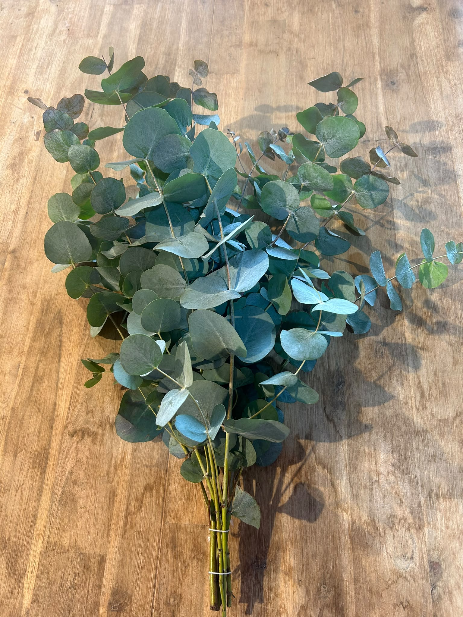 Eukalyptus 'Cinerea' – Der Hochzeits-Klassiker (200 Gramm Bund)
