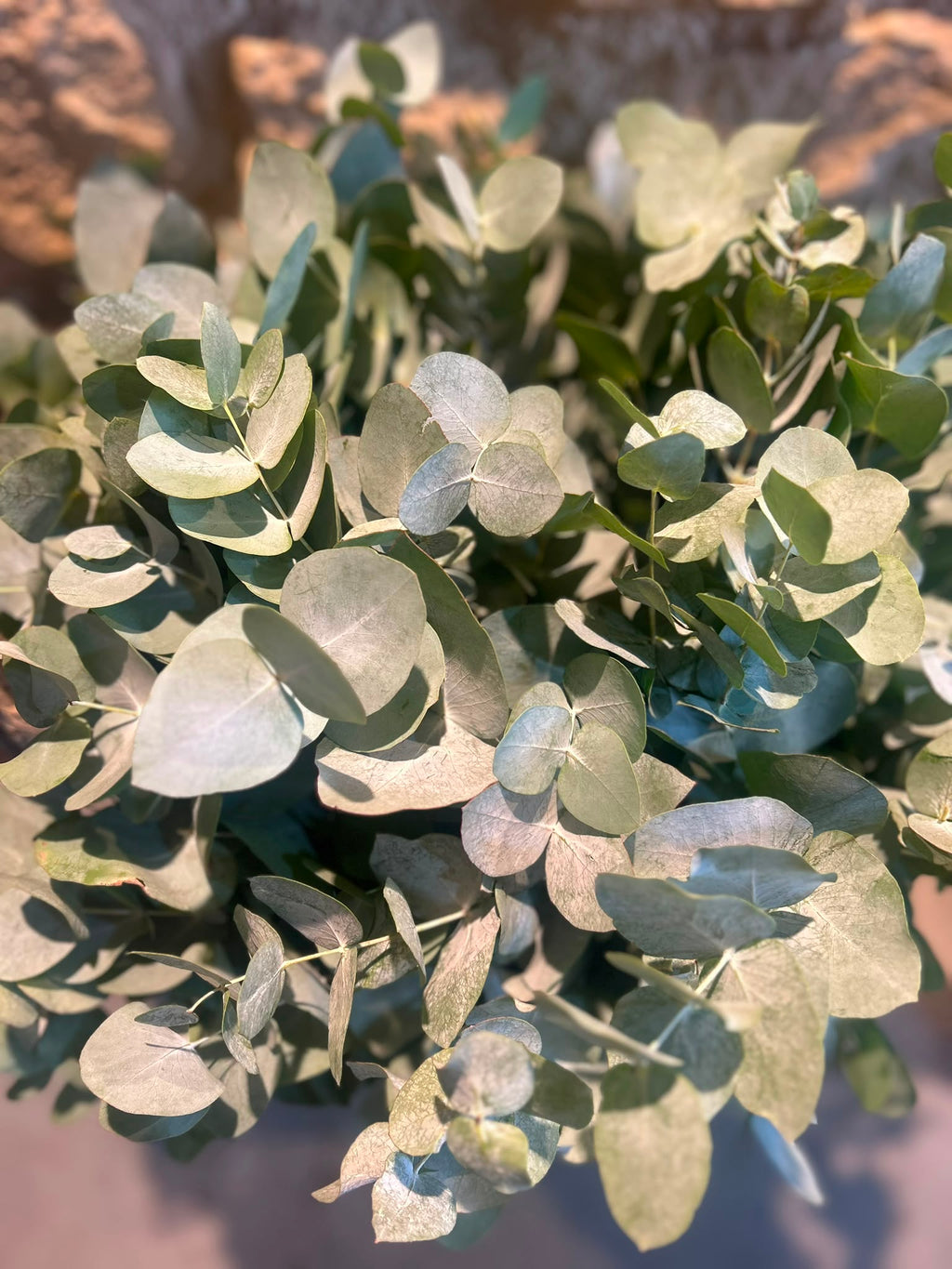 Eukalyptus 'Cinerea' – Der Hochzeits-Klassiker (200 Gramm Bund)
