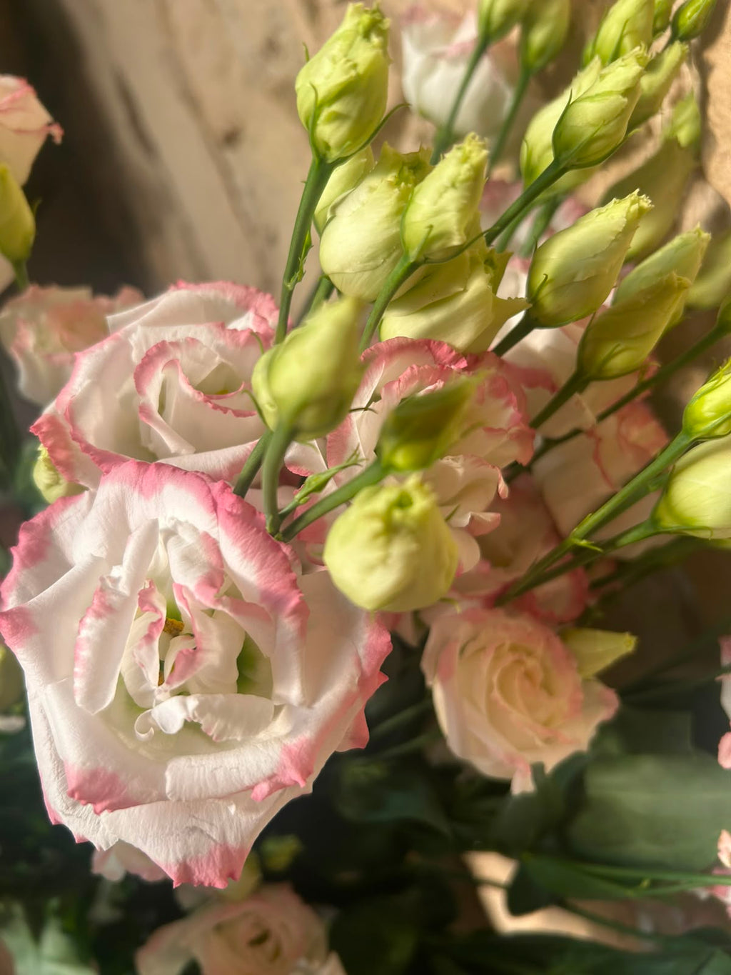 Lisianthus 'Croma Bridal Kiss' (Zartrosa/Champagner) – Der gefüllte High-End-Seidentraum für exklusive Hochzeitsfloristik (10er-Bund)