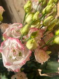 Lisianthus 'Croma Bridal Kiss' (Zartrosa/Champagner) – Der gefüllte High-End-Seidentraum für exklusive Hochzeitsfloristik (10er-Bund)