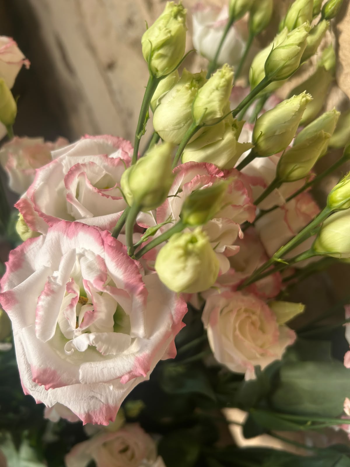 Lisianthus 'Croma Bridal Kiss' (Zartrosa/Champagner) – Der gefüllte High-End-Seidentraum für exklusive Hochzeitsfloristik (10er-Bund)
