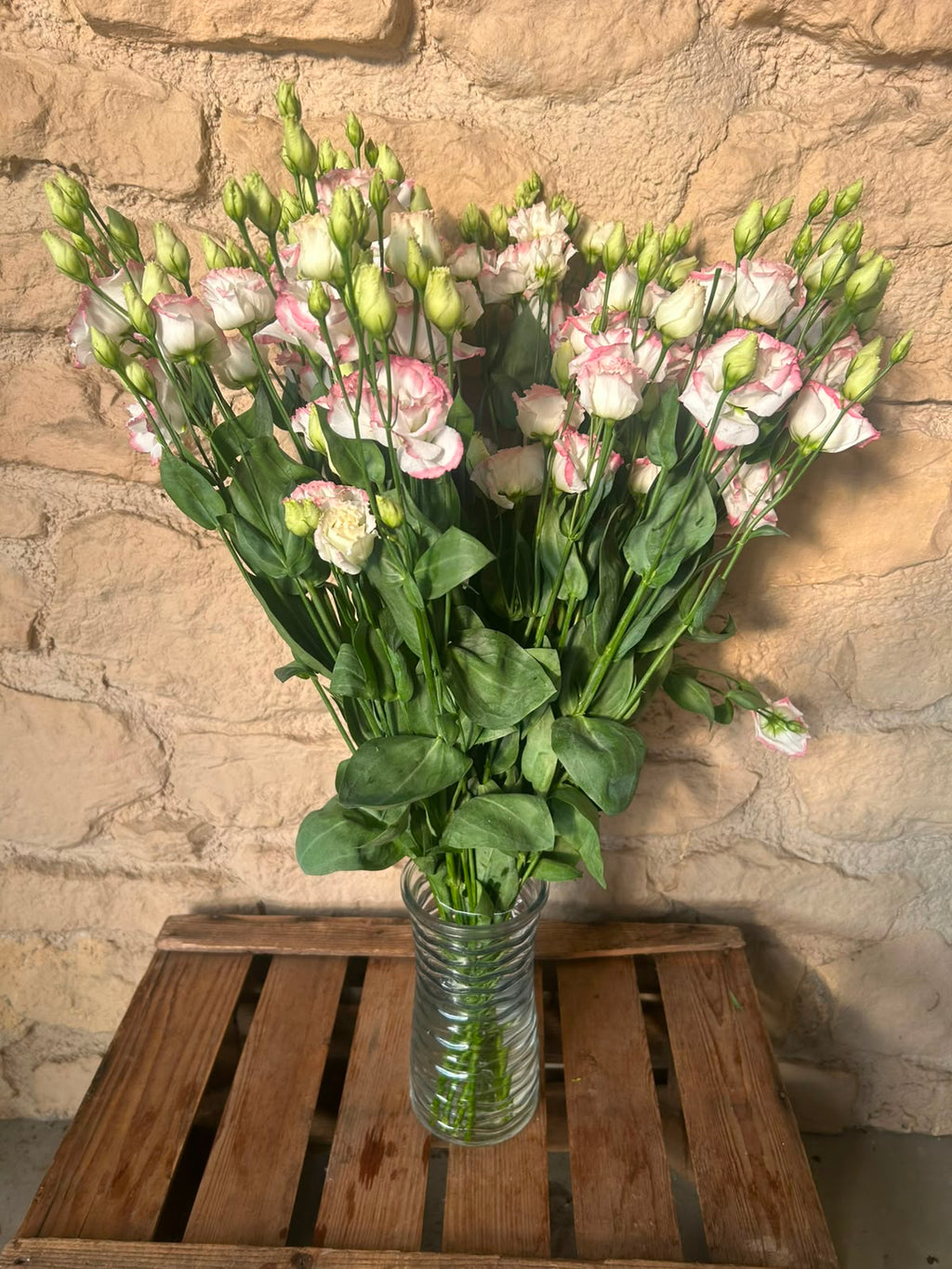Lisianthus 'Croma Bridal Kiss' (Zartrosa/Champagner) – Der gefüllte High-End-Seidentraum für exklusive Hochzeitsfloristik (10er-Bund)