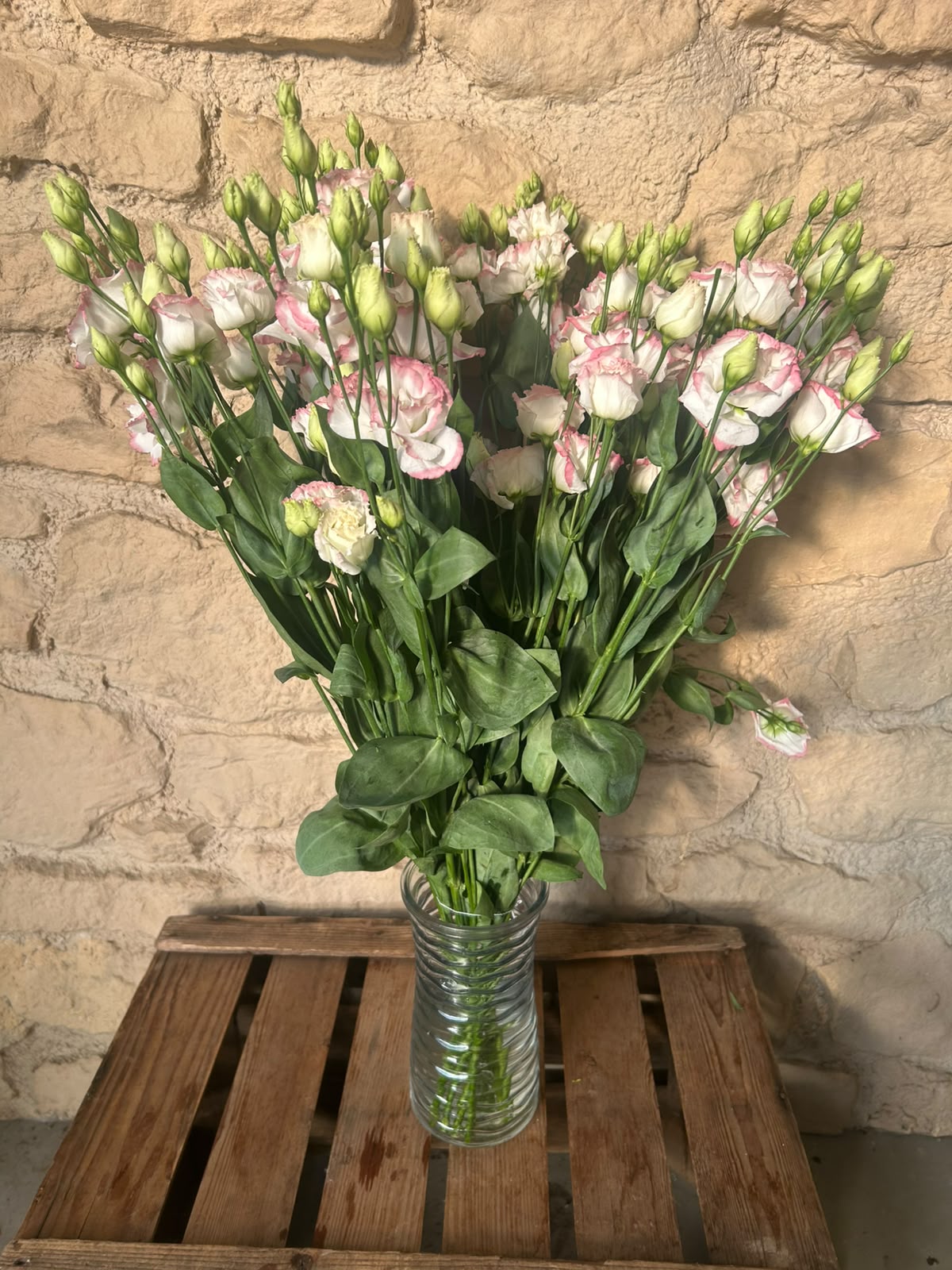 Lisianthus 'Croma Bridal Kiss' (Zartrosa/Champagner) – Der gefüllte High-End-Seidentraum für exklusive Hochzeitsfloristik (10er-Bund)