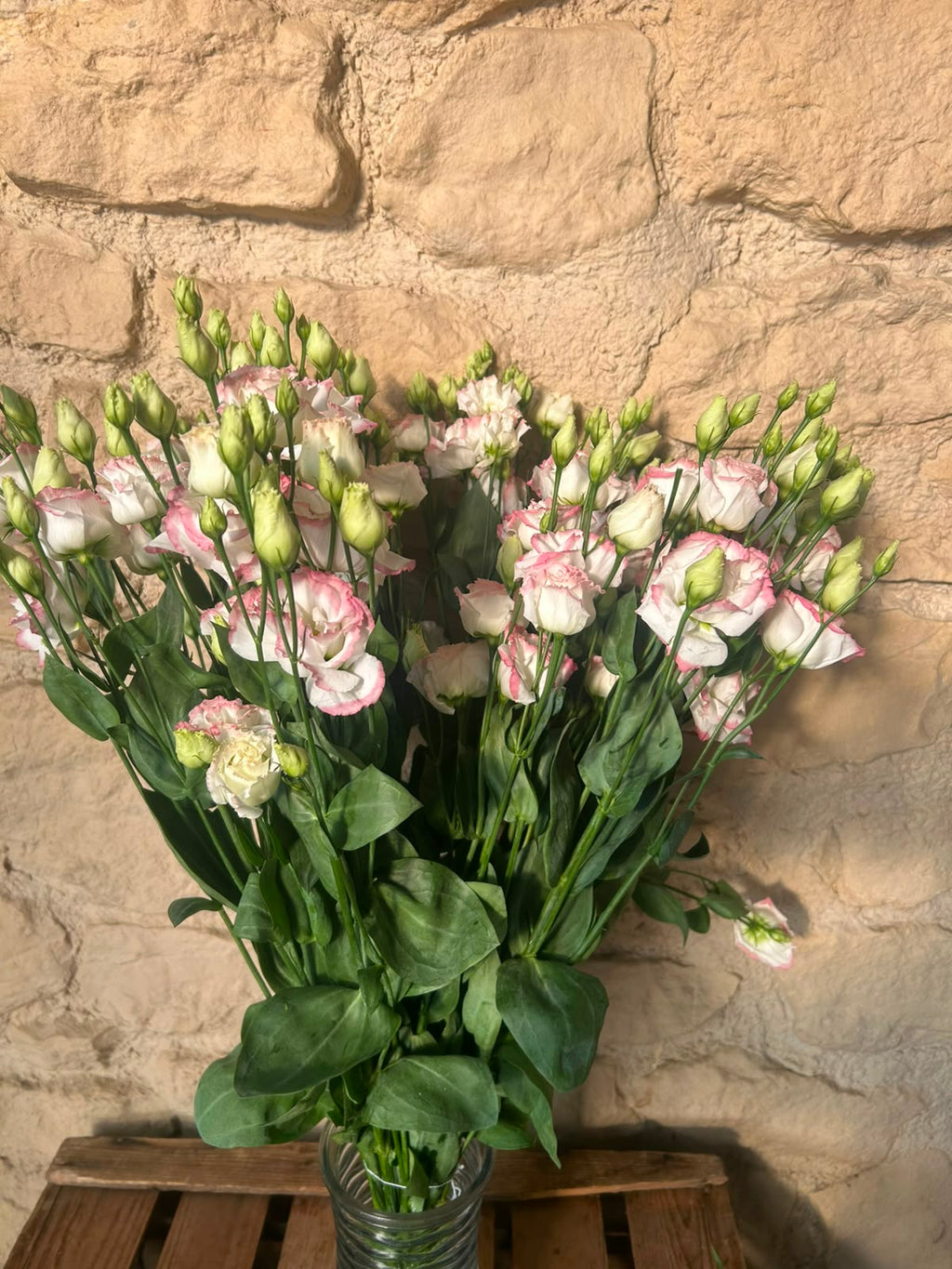 Lisianthus 'Croma Bridal Kiss' (Zartrosa/Champagner) – Der gefüllte High-End-Seidentraum für exklusive Hochzeitsfloristik (10er-Bund)