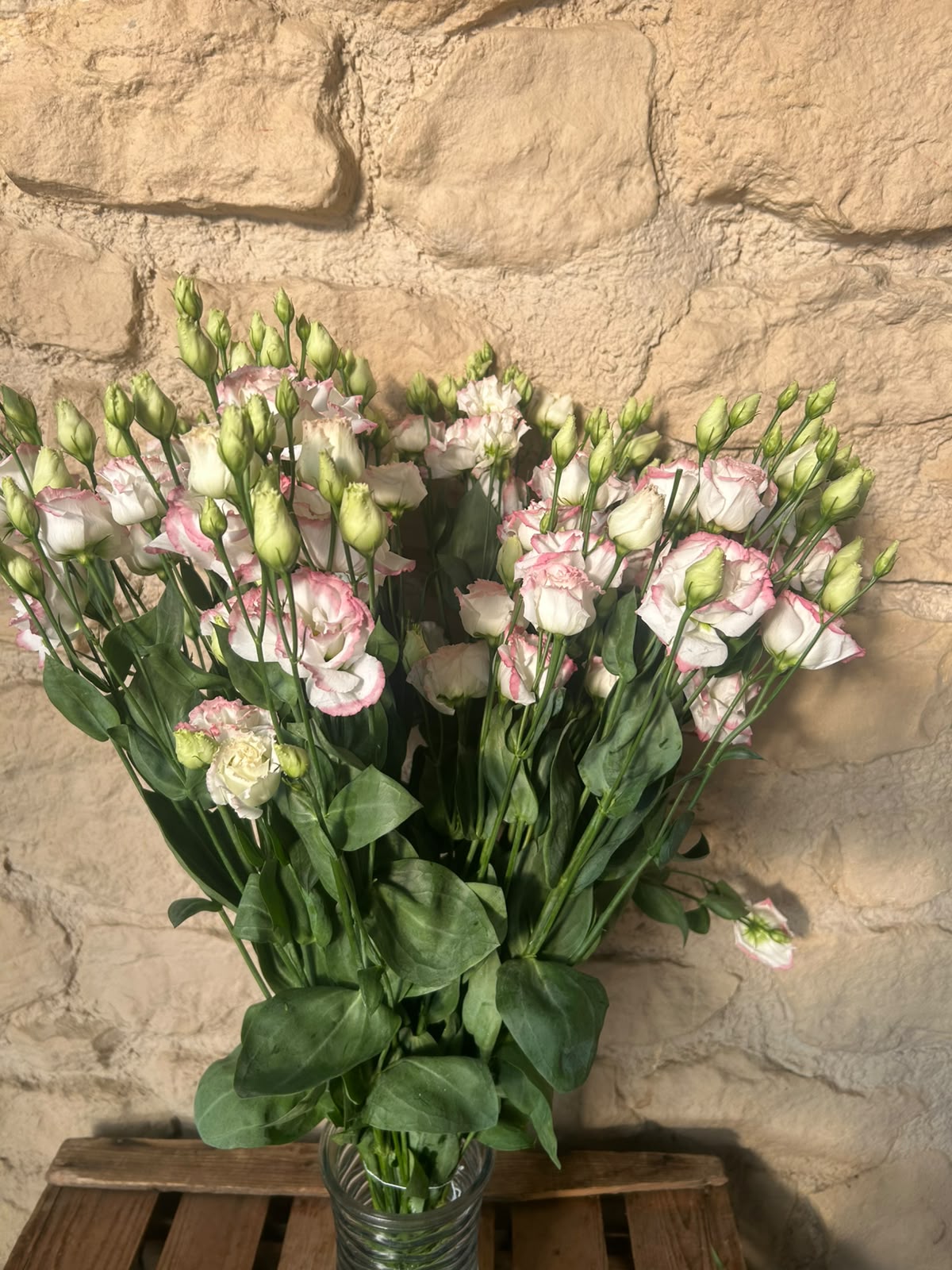 Lisianthus 'Croma Bridal Kiss' (Zartrosa/Champagner) – Der gefüllte High-End-Seidentraum für exklusive Hochzeitsfloristik (10er-Bund)