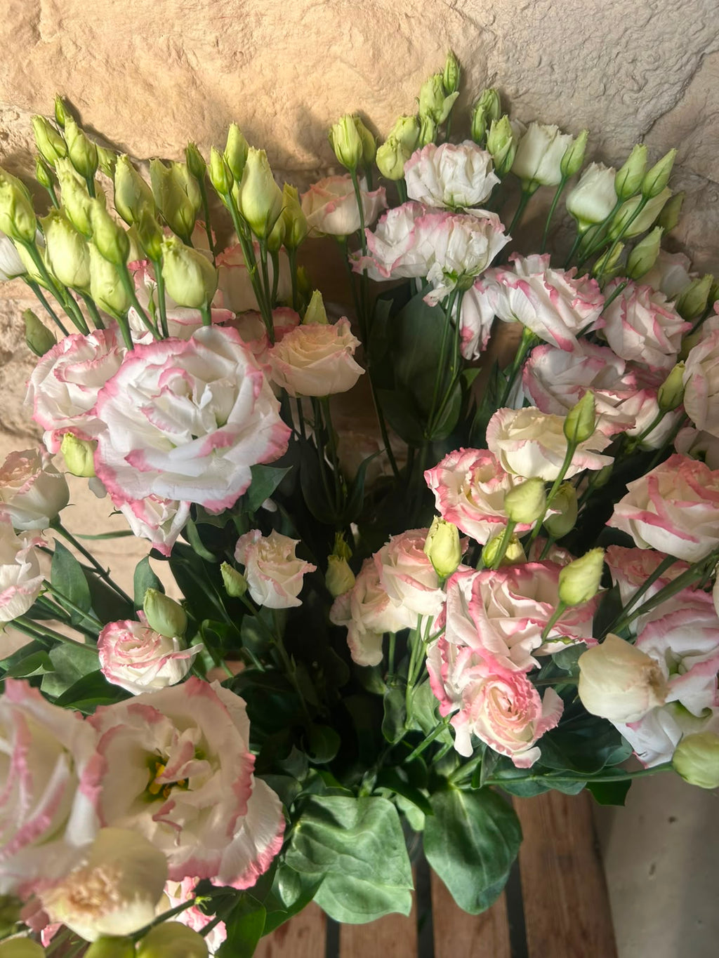 Lisianthus 'Croma Bridal Kiss' (Zartrosa/Champagner) – Der gefüllte High-End-Seidentraum für exklusive Hochzeitsfloristik (10er-Bund)