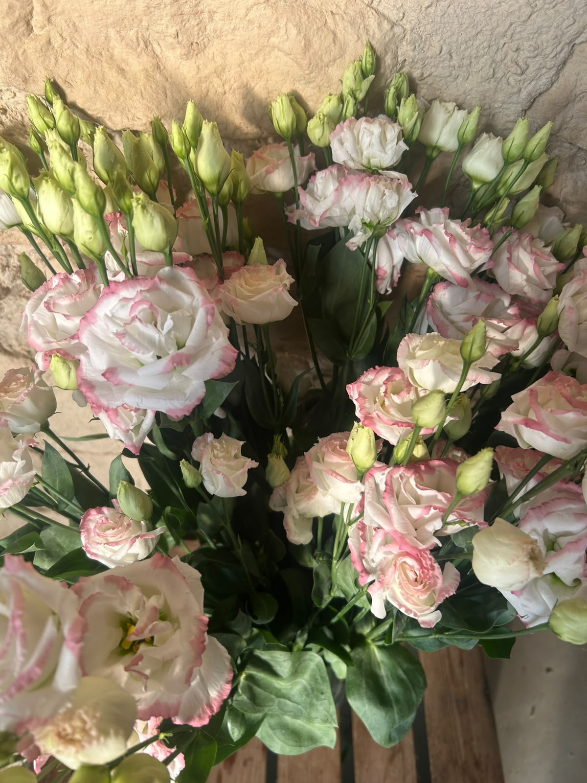 Lisianthus 'Croma Bridal Kiss' (Zartrosa/Champagner) – Der gefüllte High-End-Seidentraum für exklusive Hochzeitsfloristik (10er-Bund)