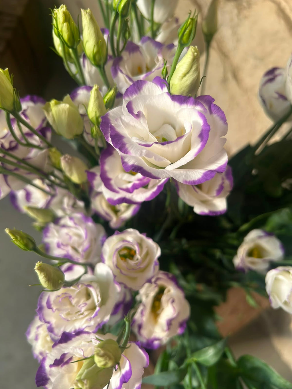 Lisianthus 'Excalibur Pico' (Weiß-Violett) – Der edle Bicolor-Seidentraum für ausdrucksstarke Dekorationen (10er-Bund)