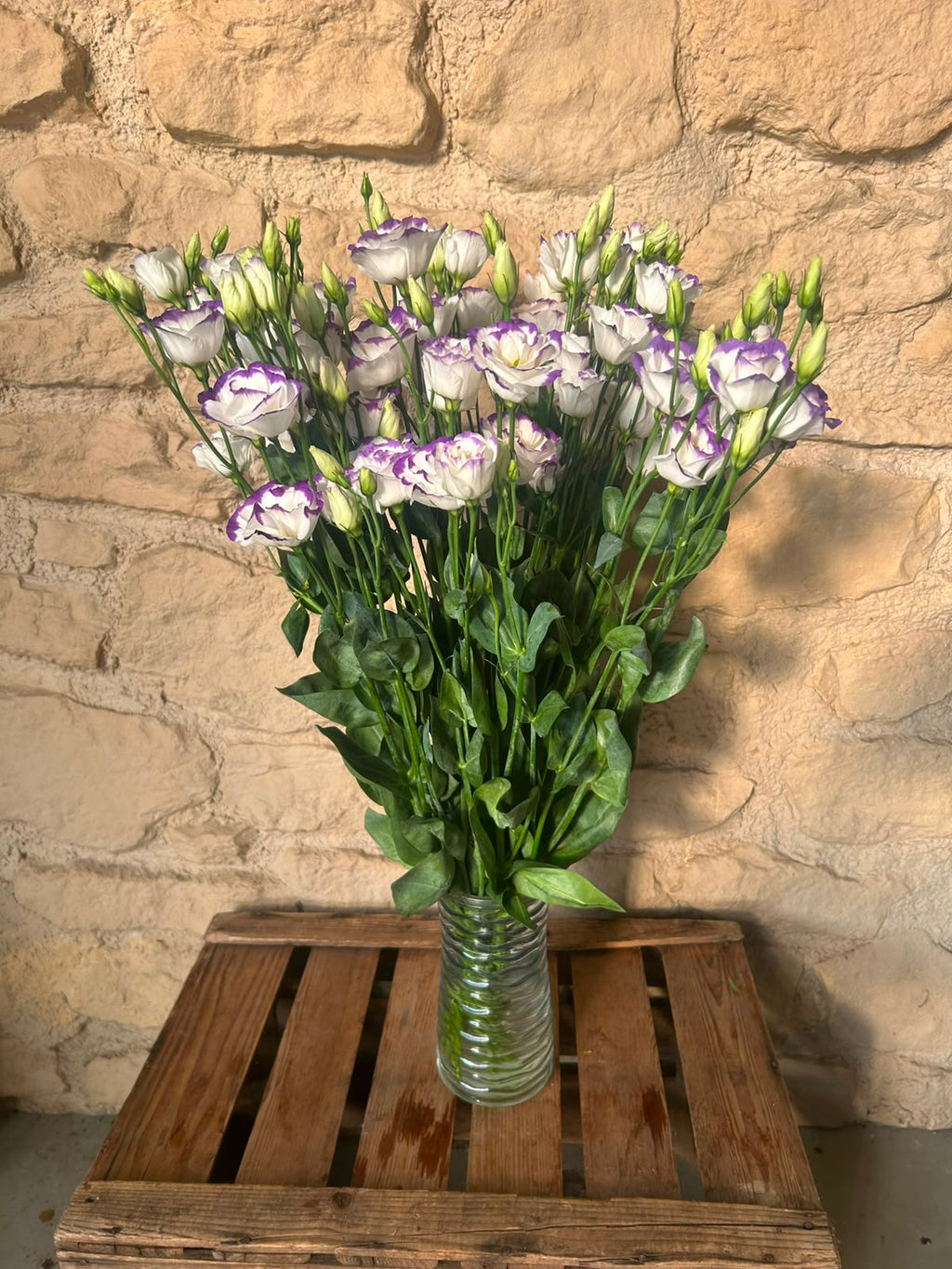Lisianthus 'Excalibur Pico' (Weiß-Violett) – Der edle Bicolor-Seidentraum für ausdrucksstarke Dekorationen (10er-Bund)