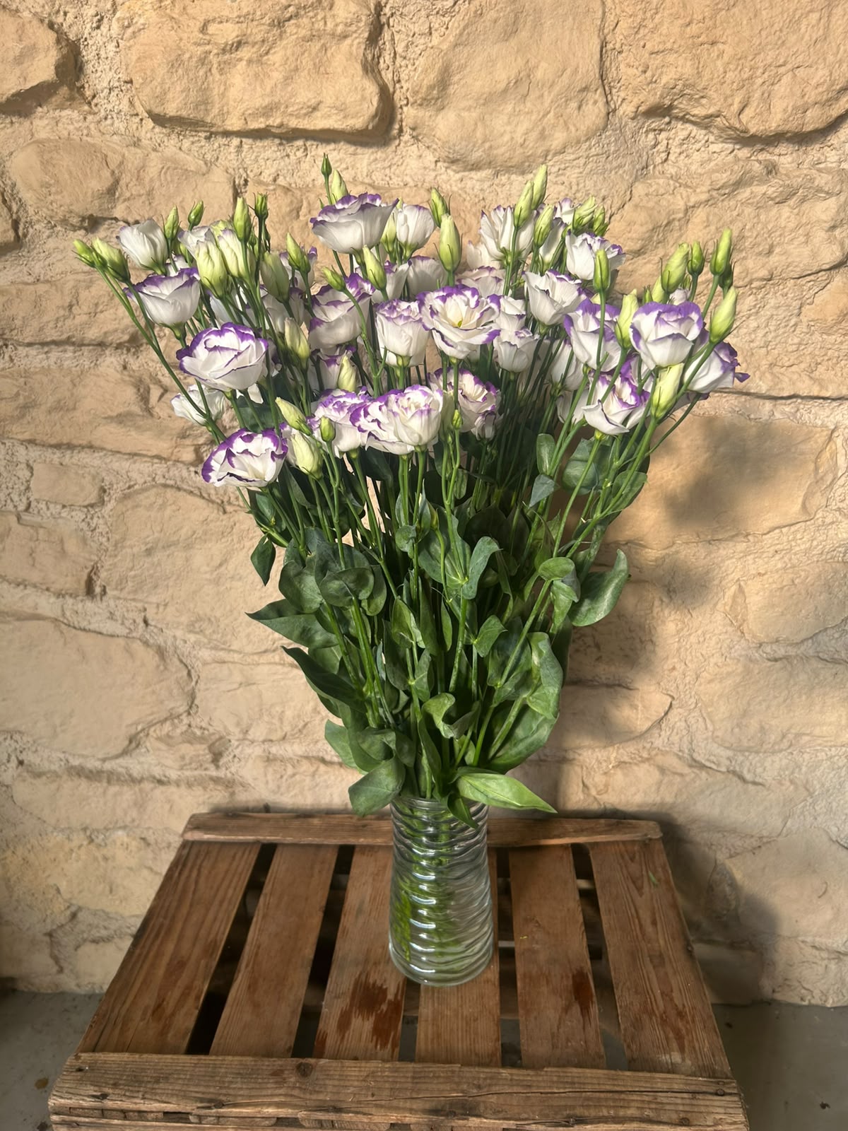 Lisianthus 'Excalibur Pico' (Weiß-Violett) – Der edle Bicolor-Seidentraum für ausdrucksstarke Dekorationen (10er-Bund)