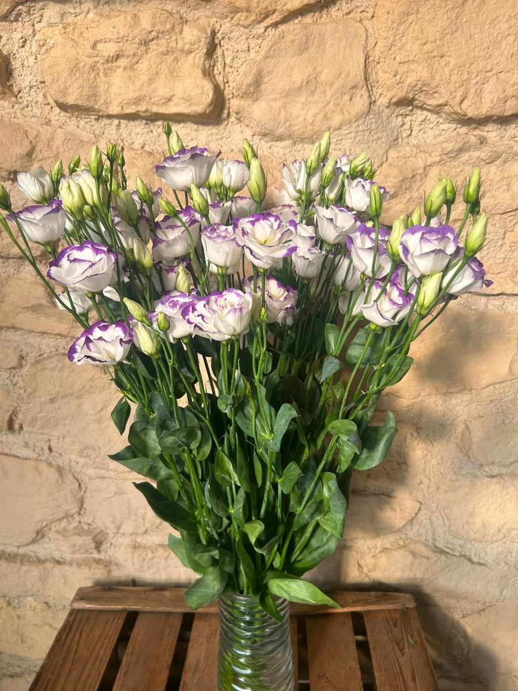 Lisianthus 'Excalibur Pico' (Weiß-Violett) – Der edle Bicolor-Seidentraum für ausdrucksstarke Dekorationen (10er-Bund)