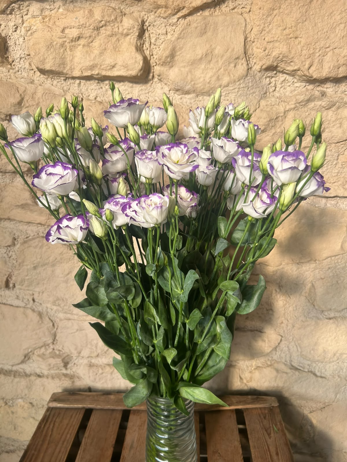 Lisianthus 'Excalibur Pico' (Weiß-Violett) – Der edle Bicolor-Seidentraum für ausdrucksstarke Dekorationen (10er-Bund)