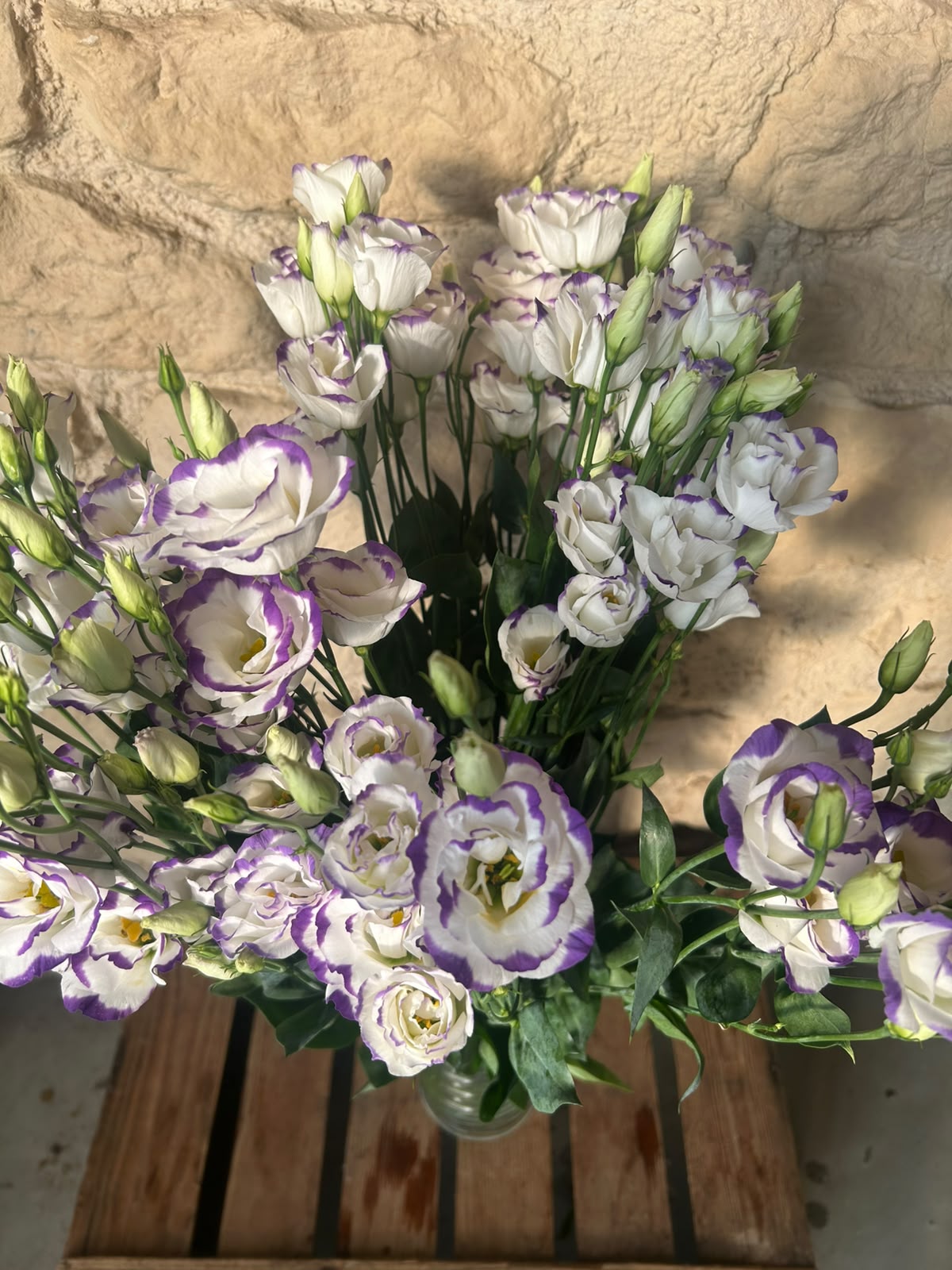 Lisianthus 'Excalibur Pico' (Weiß-Violett) – Der edle Bicolor-Seidentraum für ausdrucksstarke Dekorationen (10er-Bund)