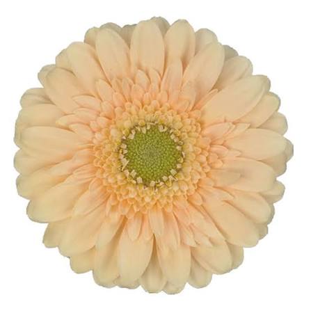 Germini 'Moet' (Mini-Gerbera) – Der Hochzeitstraum in Apricot/Peach (10er-Bund)