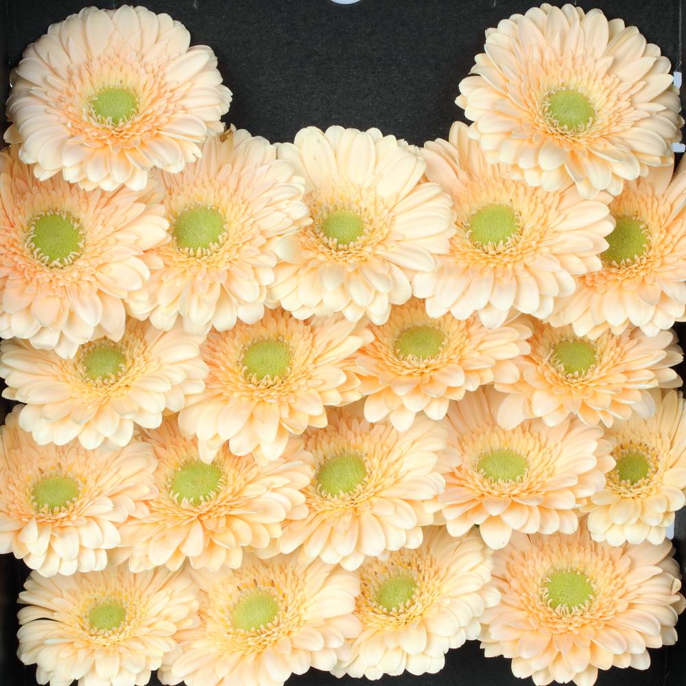 Germini 'Moet' (Mini-Gerbera) – Der Hochzeitstraum in Apricot/Peach (10er-Bund)