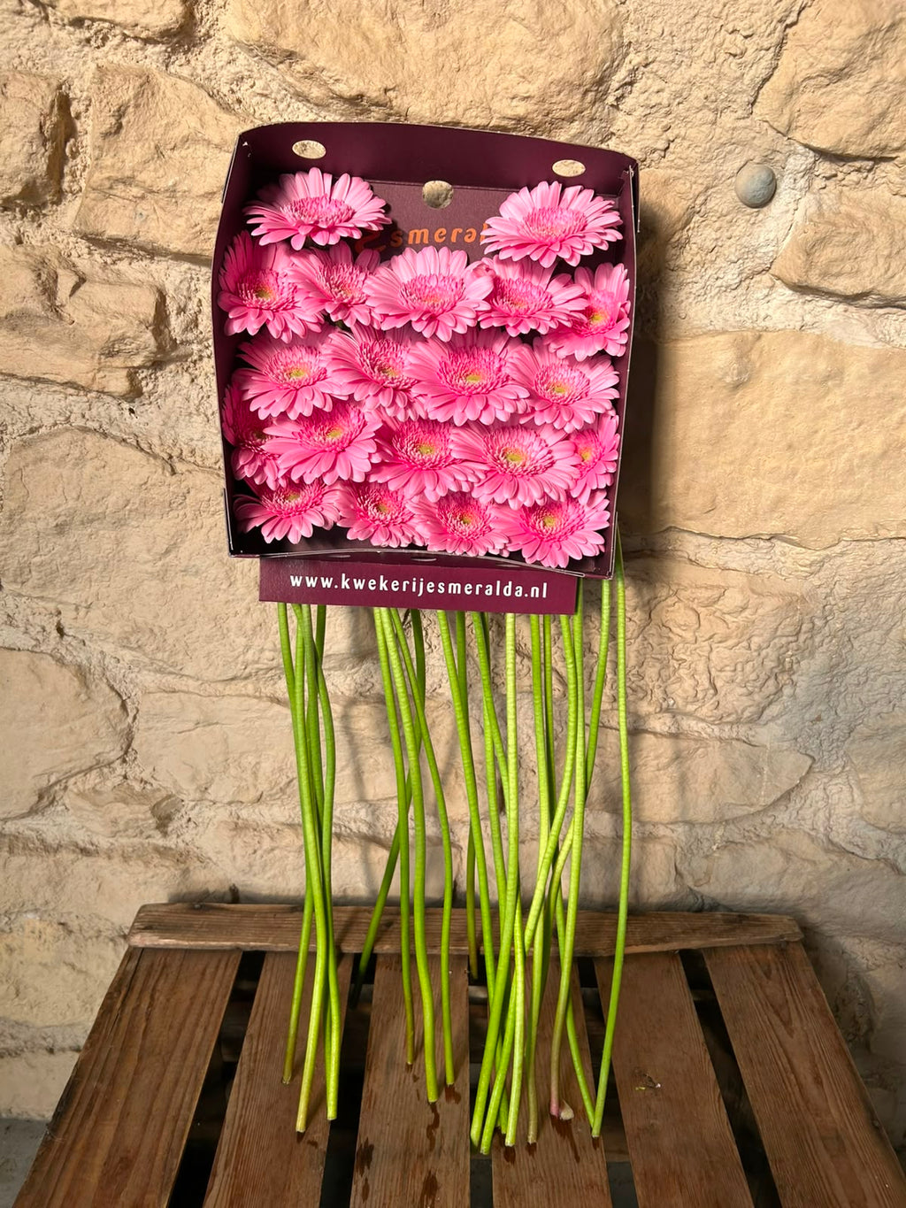 Germini Kimsey – Leuchtend Pink | 20 Stiele