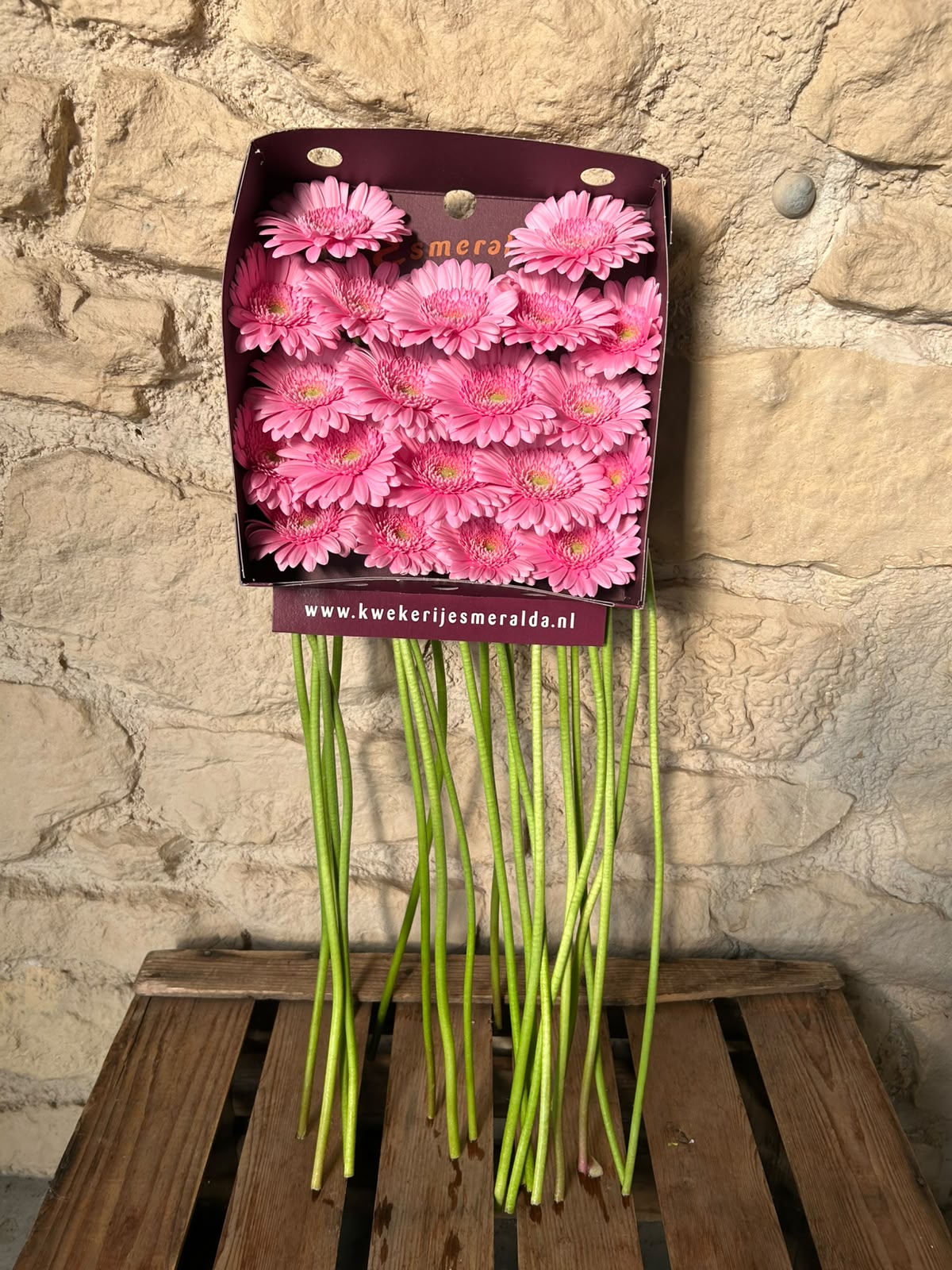 Germini Kimsey – Leuchtend Pink | 20 Stiele
