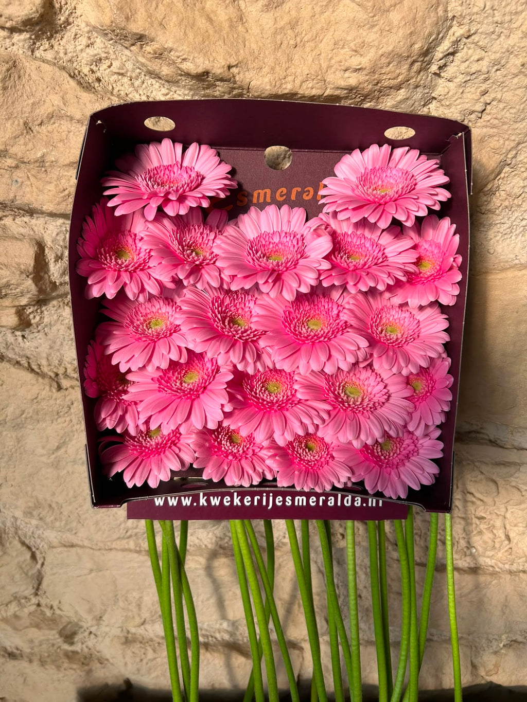 Germini Kimsey – Leuchtend Pink | 20 Stiele