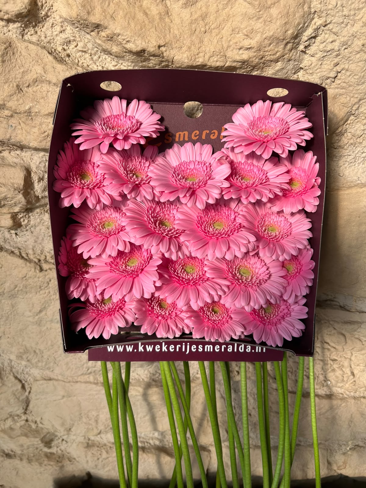 Germini Kimsey – Leuchtend Pink | 20 Stiele