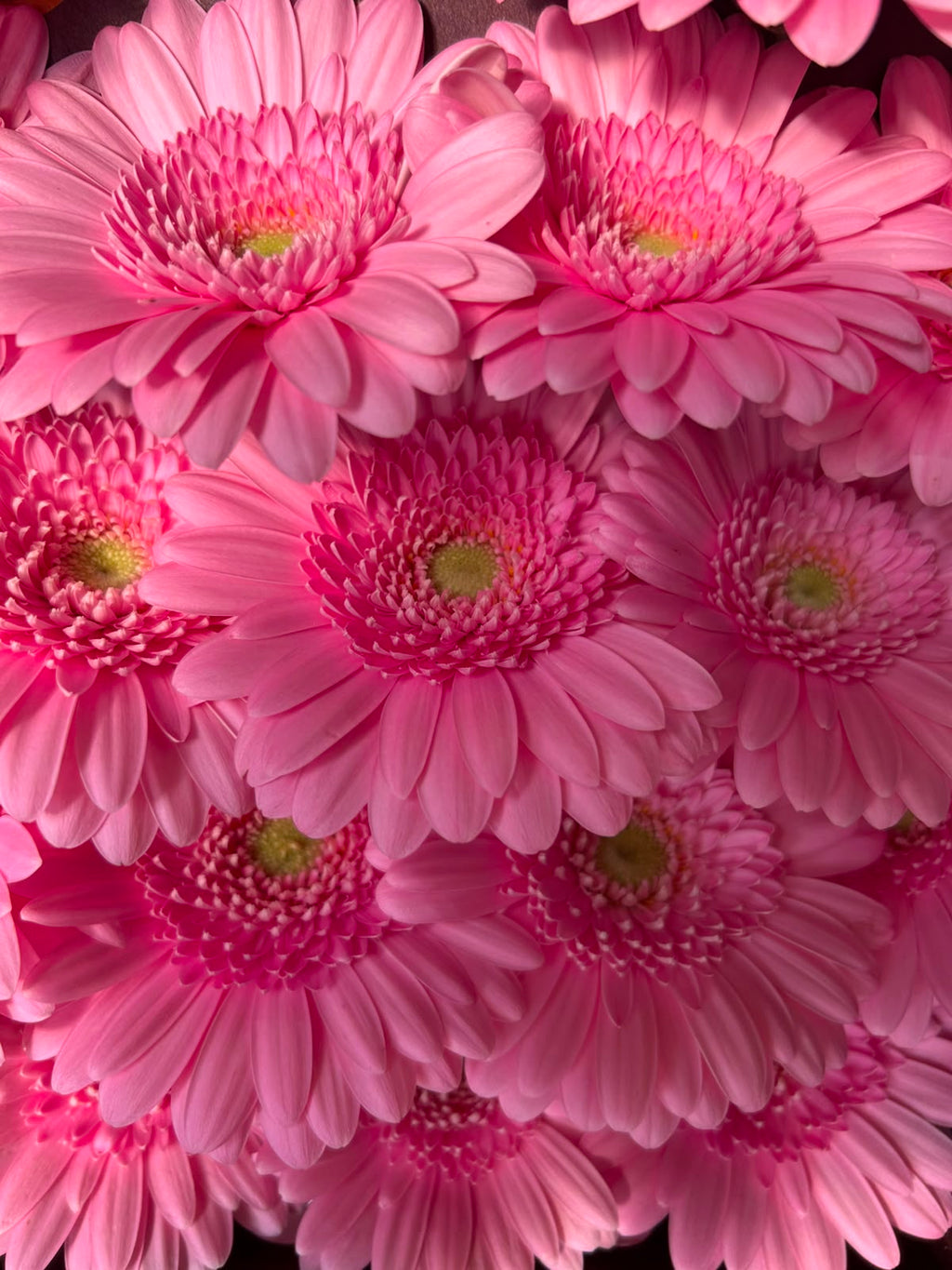 Germini Kimsey – Leuchtend Pink | 20 Stiele