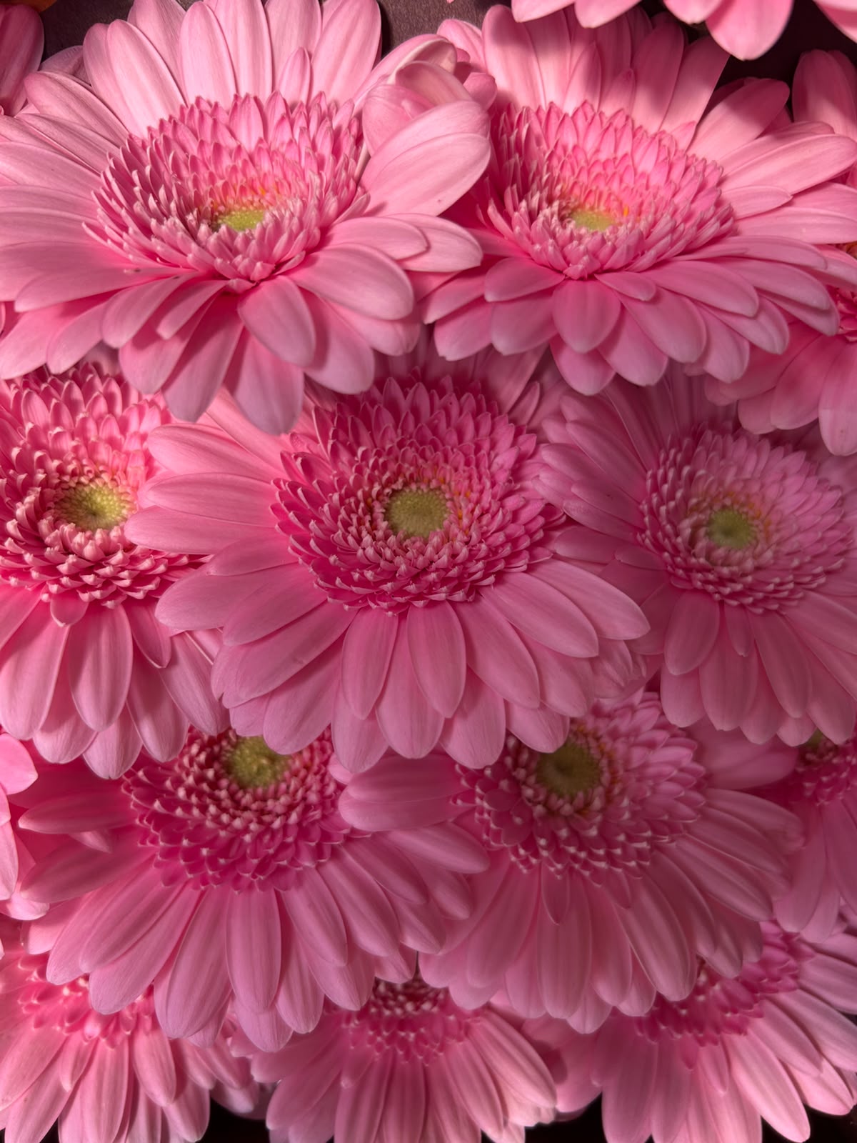 Germini Kimsey – Leuchtend Pink | 20 Stiele