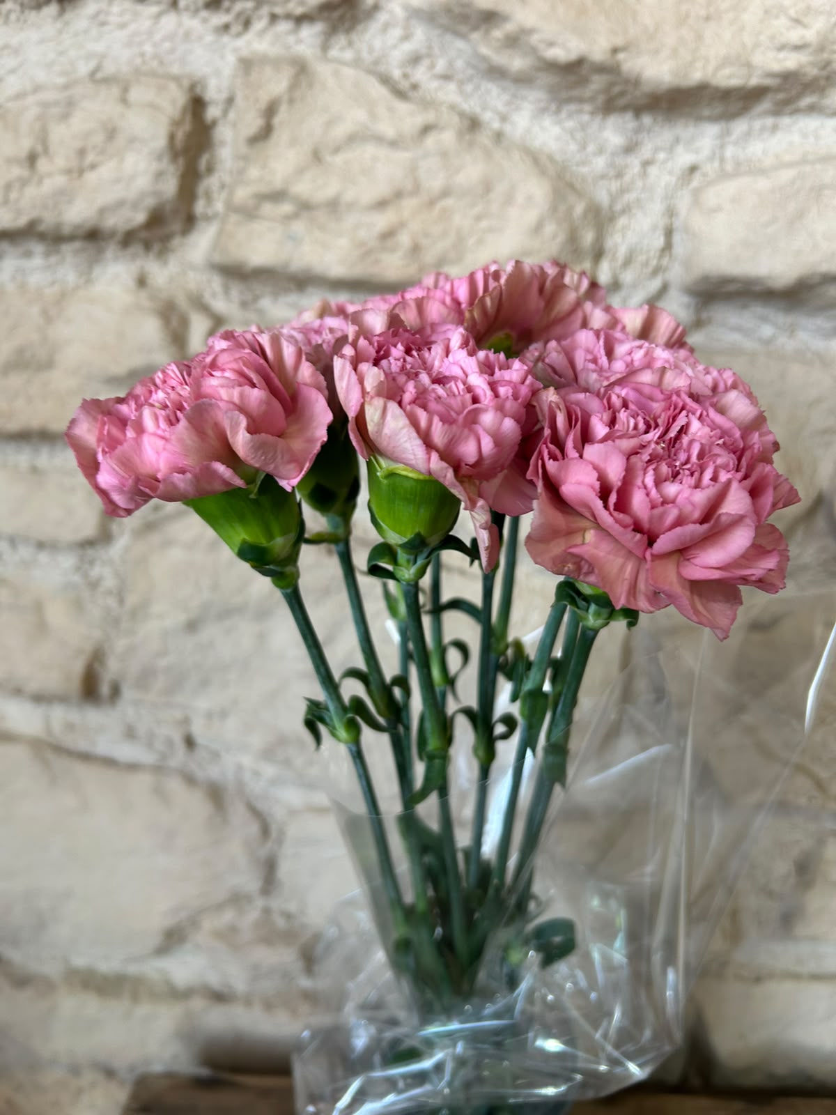 Nelke 'Lege Pink' – Der edle Vintage-Traum in geheimnisvollem Mauve-Rosa für stilvolle Dekorationen (10er-Bund)