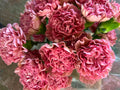 Nelke 'Lege Pink' – Der edle Vintage-Traum in geheimnisvollem Mauve-Rosa für stilvolle Dekorationen (10er-Bund)