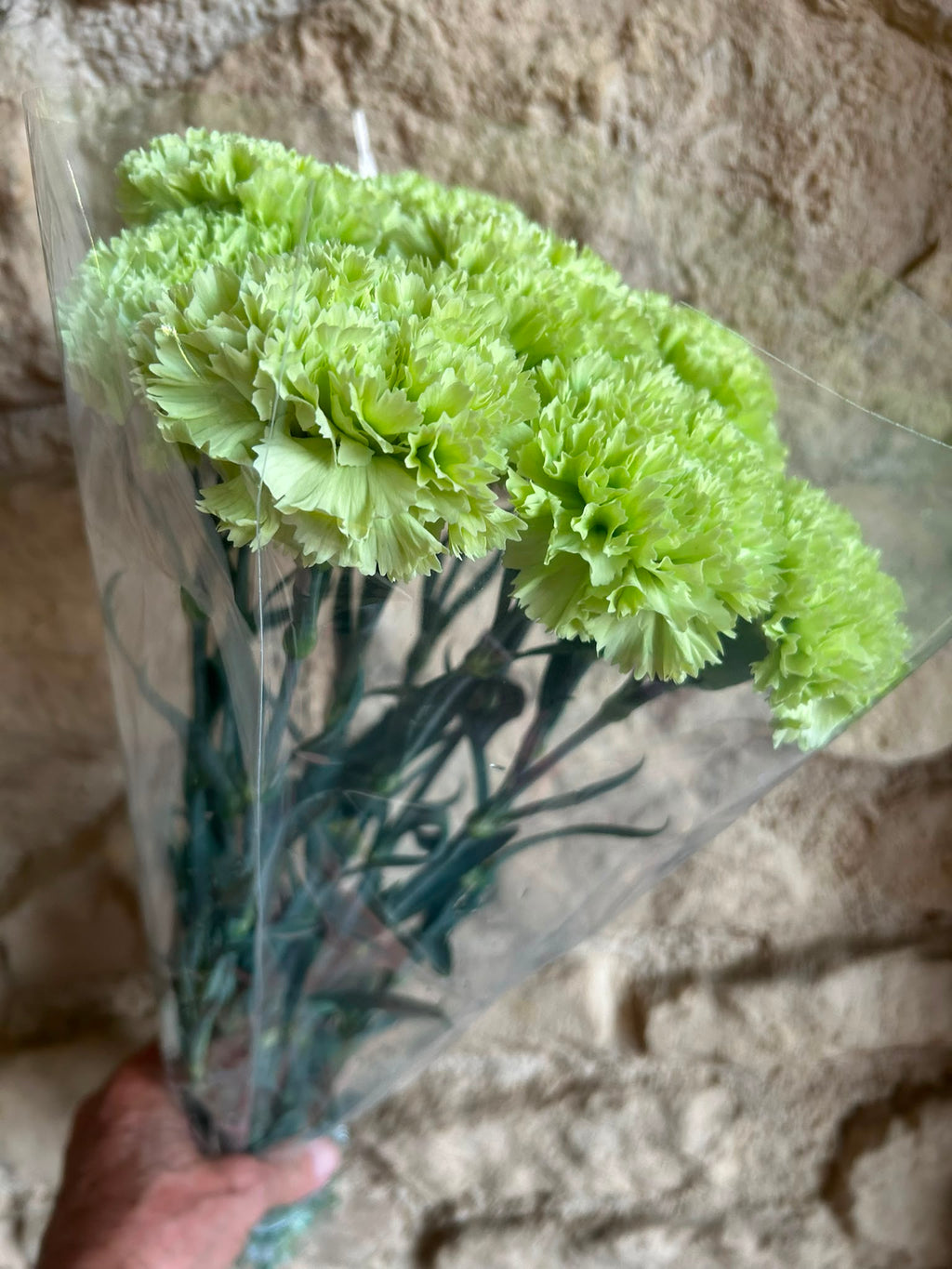 Nelke 'Prado Mint' – Die extravagante Vintage-Schönheit in edlem Salbei- und Mintgrün (10er-Bund)