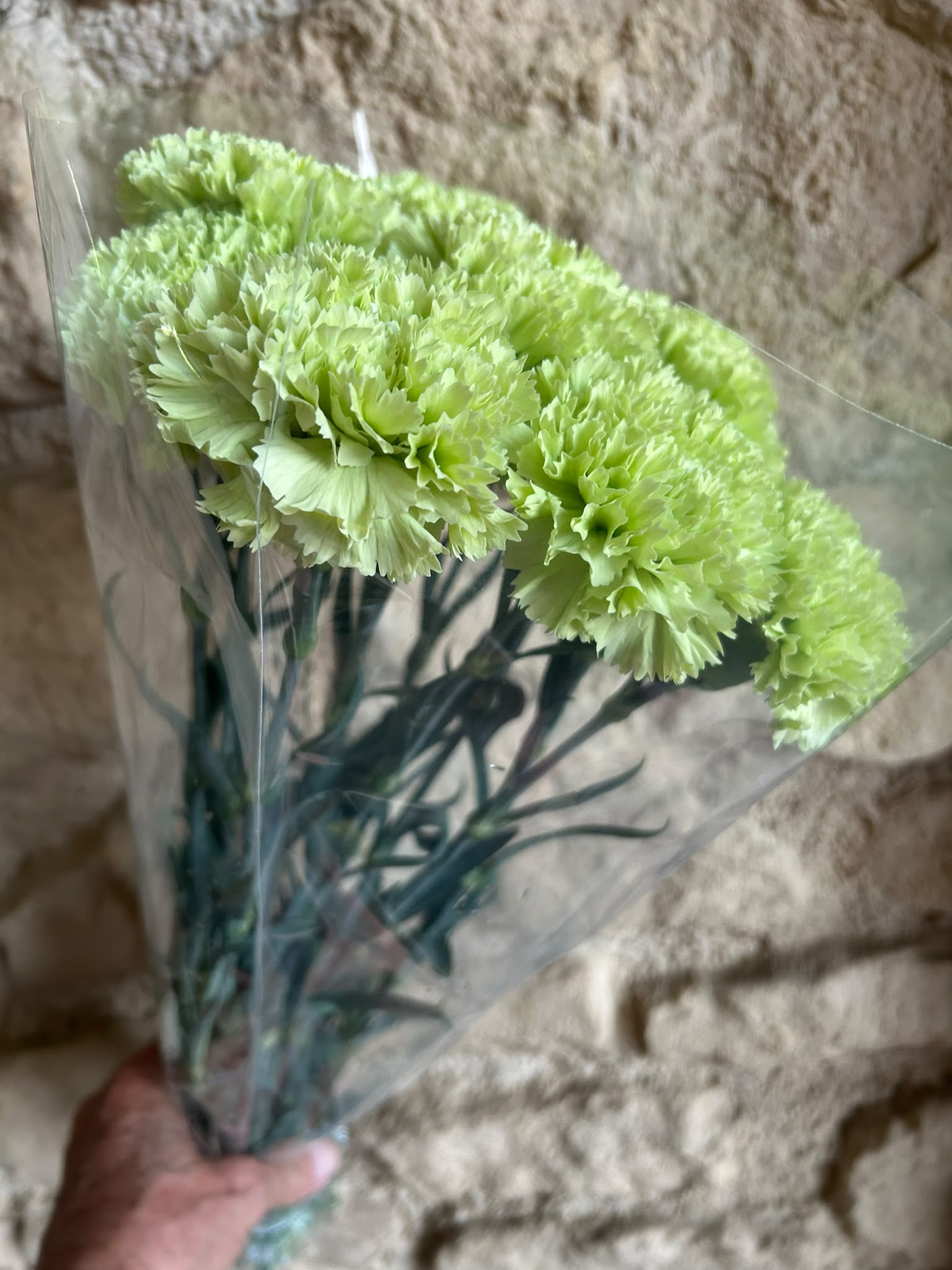 Nelke 'Prado Mint' – Die extravagante Vintage-Schönheit in edlem Salbei- und Mintgrün (10er-Bund)