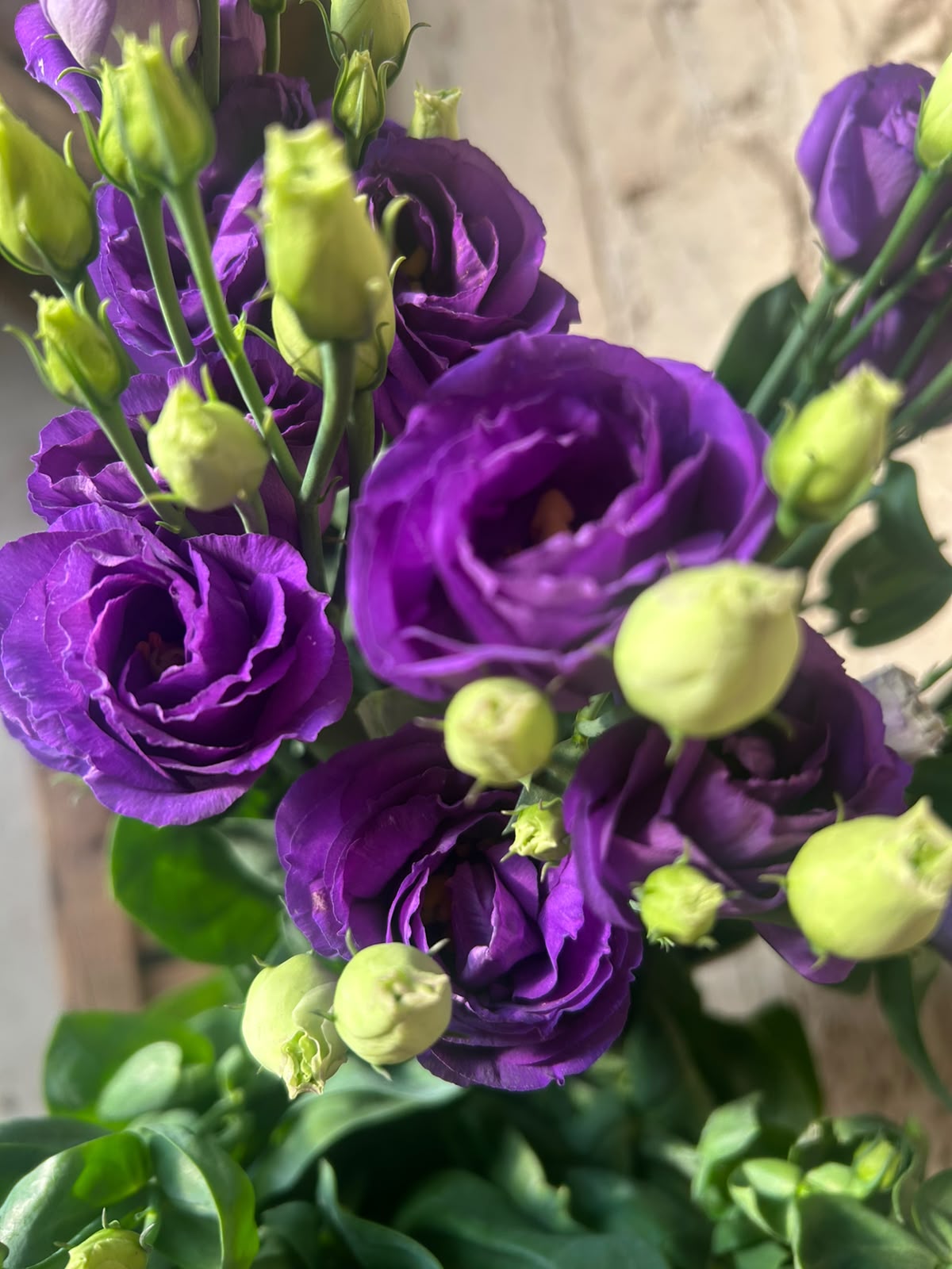 Lisianthus 'Rosita Blue' (Violett-Blau) – Der gefüllte High-End-Seidentraum in edlem Lavendel-Blau für charakterstarke Dekorationen (10er-Bund)
